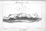 Planche XIX. Monstruosités. Fig. 1 et 2. Céphaliade - Histoire générale et particulière des anomalie [...]
