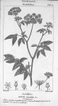 Tab. 11. Cicuta maculata (Dicotylédons) - Leçons de médecine légale / Vol. III