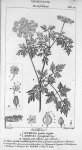 Tab. 12. Ethusa petite ciguë (Dicotylédons) - Leçons de médecine légale / Vol. III