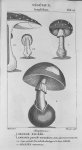Tab. 14. Oronge fausse / Amanita venenosa (Acotylédons) - Leçons de médecine légale / Vol. III