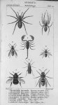 Tab. 21. Araignées / Scorpion / cantharide / Bourdon / Guêpes / Abeille (Entomologie) - Leçons de mé [...]