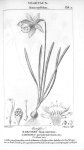 Narcisse faux-narcisse (monocotylédons) - Traité de médecine légale / Atlas