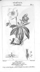 Hellébore noir (dicotylédons) - Traité de médecine légale / Atlas