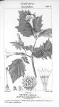 Datura épineux (dicotylédons) - Traité de médecine légale / Atlas