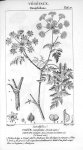 Cigüe commune (dicotylédons) - Traité de médecine légale / Atlas