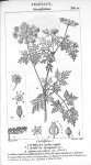 Ethusa petite cigüe / Apium petroselinum (dicotylédons) - Traité de médecine légale / Atlas