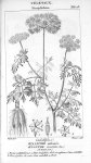 Oenanthe safranée (dicotylédons) - Traité de médecine légale / Atlas