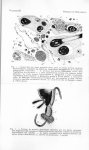 Fig. 1. Coupe dans les tissus parasités d'une pupe au niveau de trois thylacies habronémiques, montr [...]