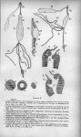 Planche II. Figures : 1. - Coupe longitudinale de l'oesophage et de la région antérieure de l'intest [...]