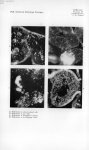 [C. L. Larson] Fig. 5. Rickettsiae in salivary gland cells / Fig. 6. Rickettsiae in gut cells / Fig. [...]